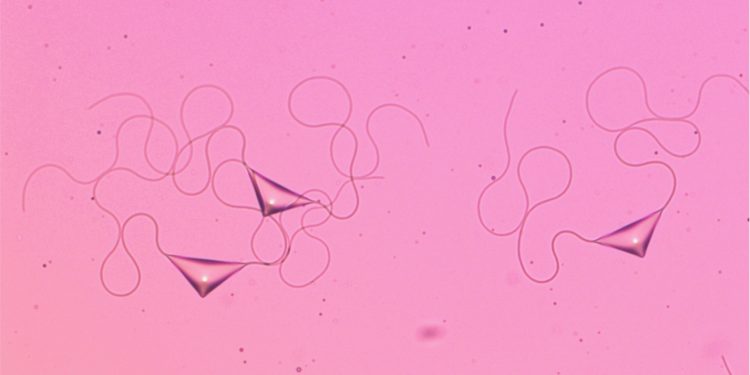 Изкуствени микророботи