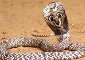 Кои са най-застрашените видове влечуги