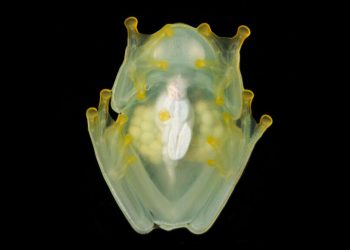 Феноменът стъклени жаби