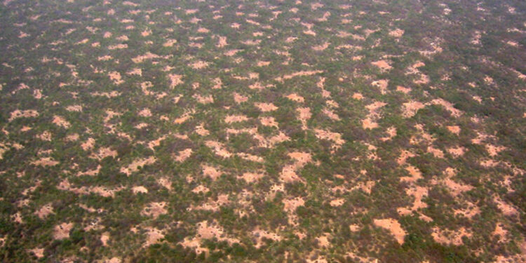 Семена от чия доказват модел на Тюринг