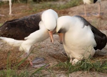 Най-старата известна дива птица снесе яйце на 74 години