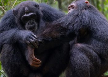 Шимпанзета оказват първа помощ