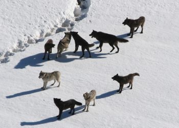 Учени: Дивите животни не възприемат всички хора за еднакво опасни